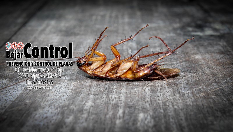 Roaches lie dead on wooden floor, Dead cockroach ,Close up face , Close up roaches